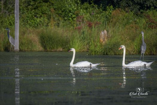 2 White Swans with Two Great Blue Herons, Layton, NJ, National Park Service Land 2018