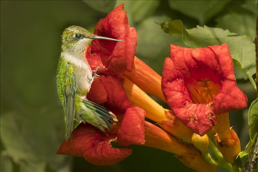 Hummingbirds - 