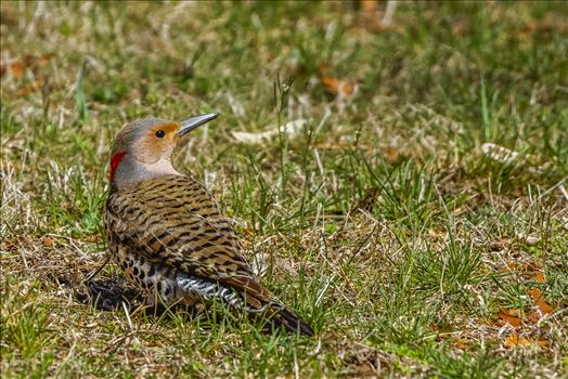Preview of Grounded Northern Flicker