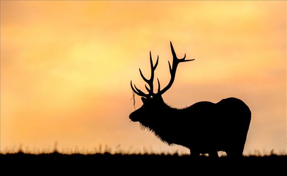 Silhouette Bull Elk At An Amazing Sunrise