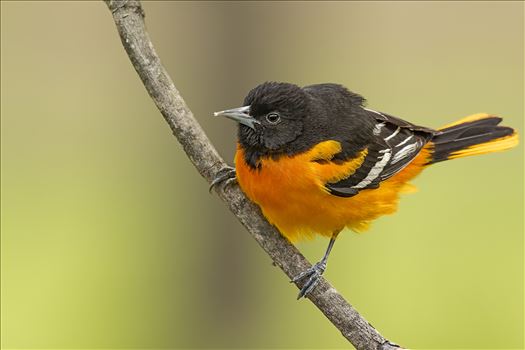 North American Birds - Photographs of Birds from North America