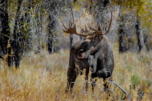 Shira Moose - North American Moose