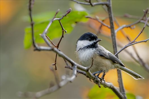 Preview of Black- Capped Chickadee