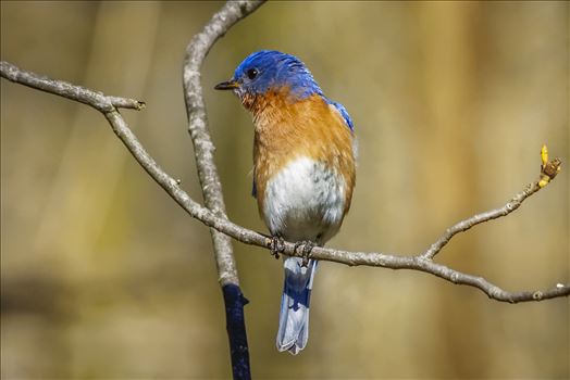 Preview of Eastern Bluebird