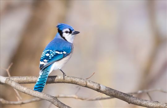 Preview of Blue Jay